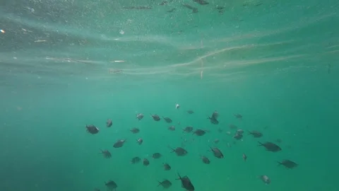 Fish in the ocean Stock Footage 260885400