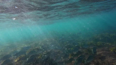 Fish in the ocean Stock Footage 287900209