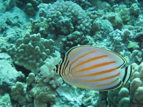 Fish in the Ocean Stock Photos