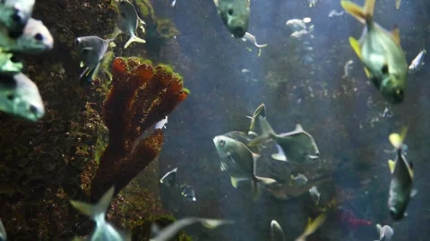 The fish in the oceanarium. 库存影片 344233421