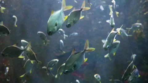 The fish in the oceanarium. Video stock 344233448