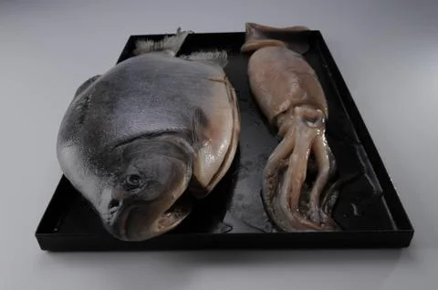 Fish octopus Stock-Fotos