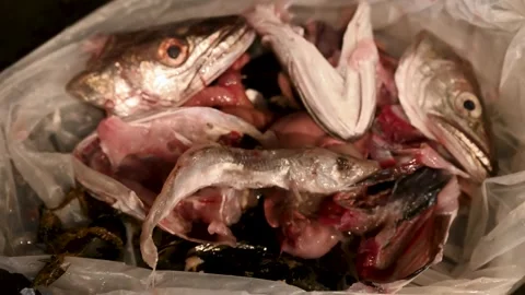 Fish offal in plastic bag. Fish heads and entrails. Stock Footage 297008318
