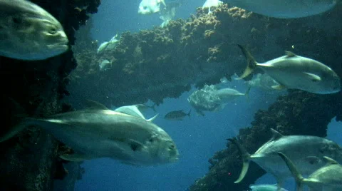 Fish by oil platform 2 M HD Stock Footage