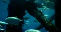 Fish by oil platform M HD HD Footage