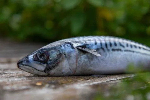 The fish is old on the table Foto stock