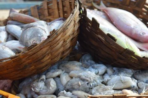 Fish as one Stock Photos