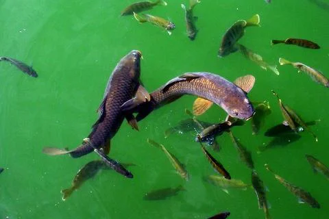 Fish one Stock Photos