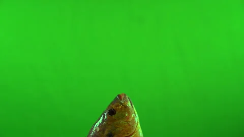 Fish open mouth on green screen background Video stock 219947732