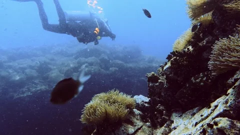 A fish opens its mouth,a diver in the background Stock Footage 258654711