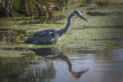 Fish or my reflection Foto stock