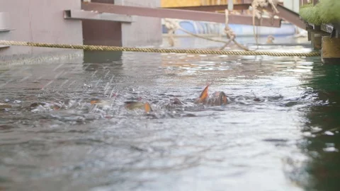 Fish Orange fish feed fish illustration Video stock 102661919