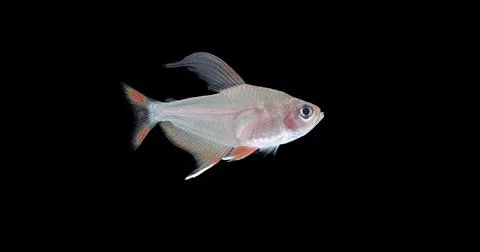 Fish Orantus Stock Photos