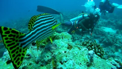 Fish Oriental Sweetlips (Plectorhinchus vittatus) looks at scuba divers Stock Footage
