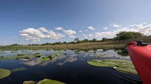 Fish out of water Stock Footage 243594701