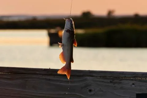 A fish out of water on the hook Stock Photos