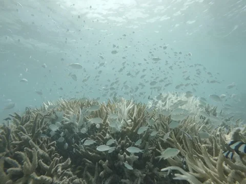 Fish over a bleached coral reef 動画素材 127511382