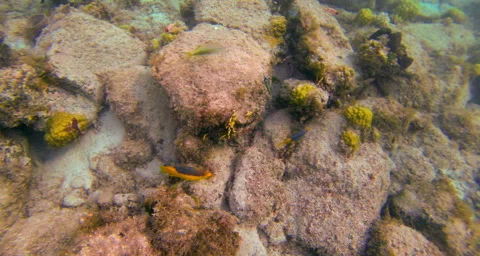 Fish over the reef blue ocean Stock Footage 42810106