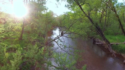 Fish owl Stock Footage 217853274