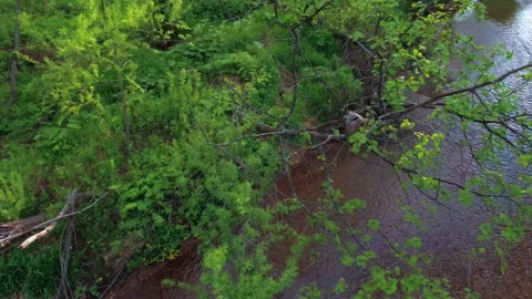 Fish owl in the forest Stock Footage 218030278