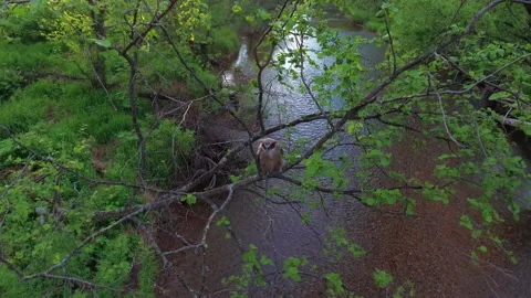 Fish owl in the forest Stock Footage 218168983