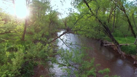 Fish owl on a tree Stock Footage 217583332