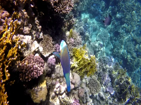 Fish parrot along the reef Stock Footage 73545368