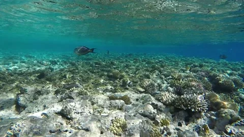 Fish parrot bites corals in the red sea in Egypt. Shooting under water. Slow Stock Footage 152230626