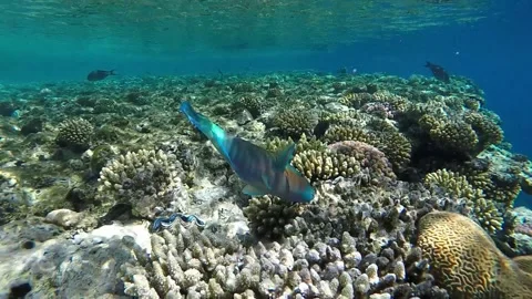 Fish parrot bites corals in the red sea in Egypt. Shooting under water. Slow Stock Footage 152230673