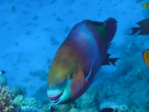 Fish Parrot Stock Photos