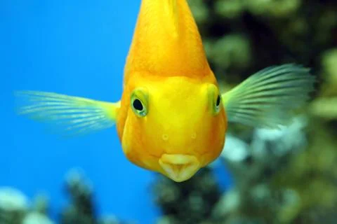 Fish parrot Fotos de archivo