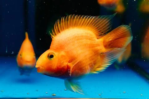 Fish parrot red. goldfish swim in the aquarium. exotic marine creatures Foto stock