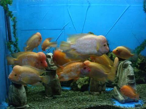 Fish parrots 库存照片