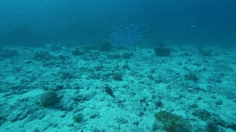 Fish passes and in the background school of blue fusiliers fishes,Red Sea, Egypt Stock Footage 105297280