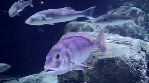 Fish past left. Stock Footage 68728590