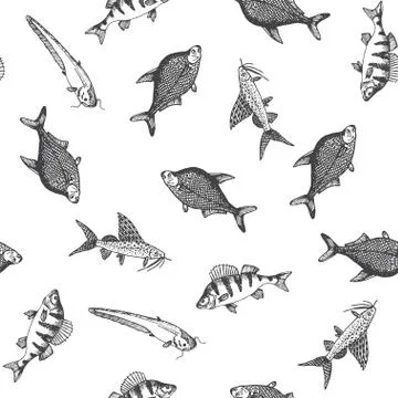 Fish pattern. Sketch of carp. Hand drawn vector illustrations. Vector sea and Stock Illustration
