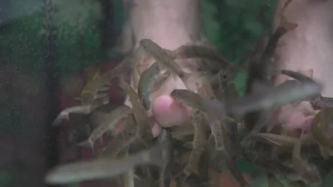Fish pedicure, a procedure using garra rufa fish to nibble Stock Footage 300760219