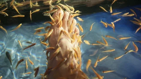 Fish pedicure in a water tank Stock Footage