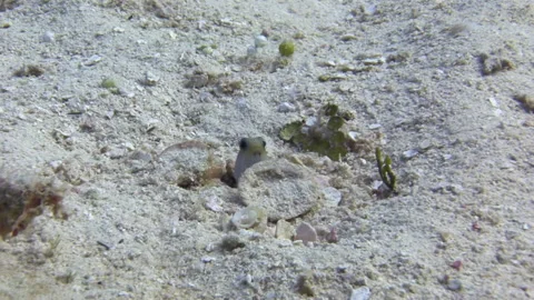 Fish peeks out of its burrow of sandy bottom underwater close-up. Stock Footage 235003037