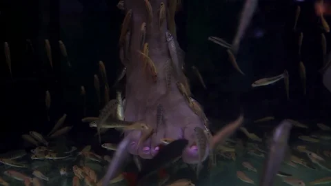 Fish peeling at the resort 库存影片 119764941