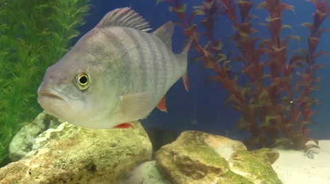 Fish, Perch Stock Footage 43801453