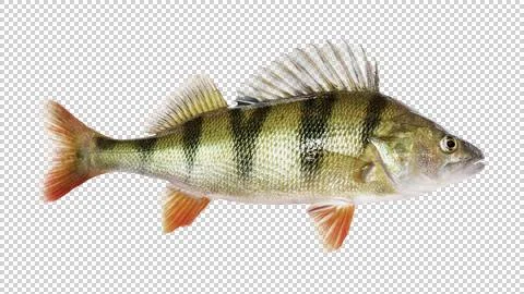 Fish perch on a transparent background. Stock-Illustration