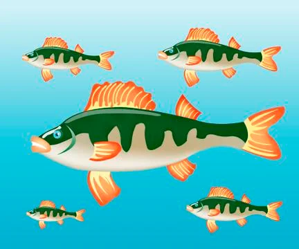 Fish perch in water Stock Illustration