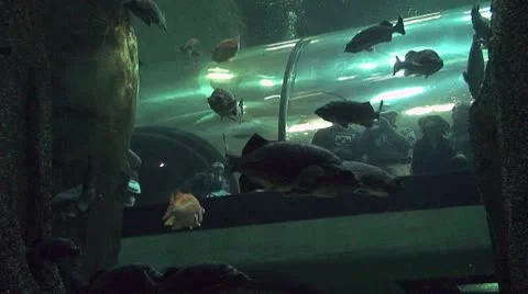 A fish Perspective Stock Footage 9411270