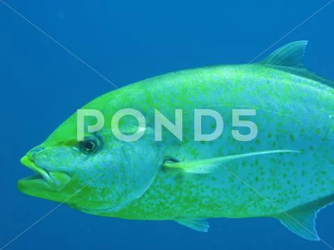 Fish Stock Photos
