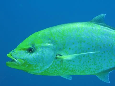 Fish Stock Photos