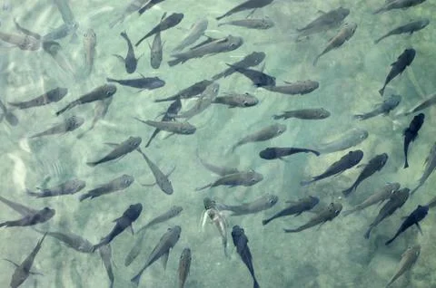 Fish 库存照片