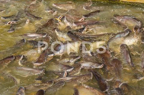 Fish Stock Photos