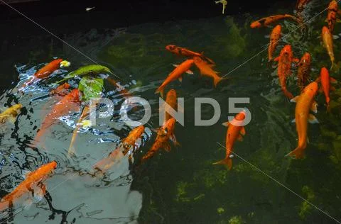 Fish Stock Photos