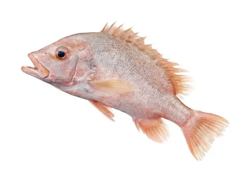 Fish Stock Photos